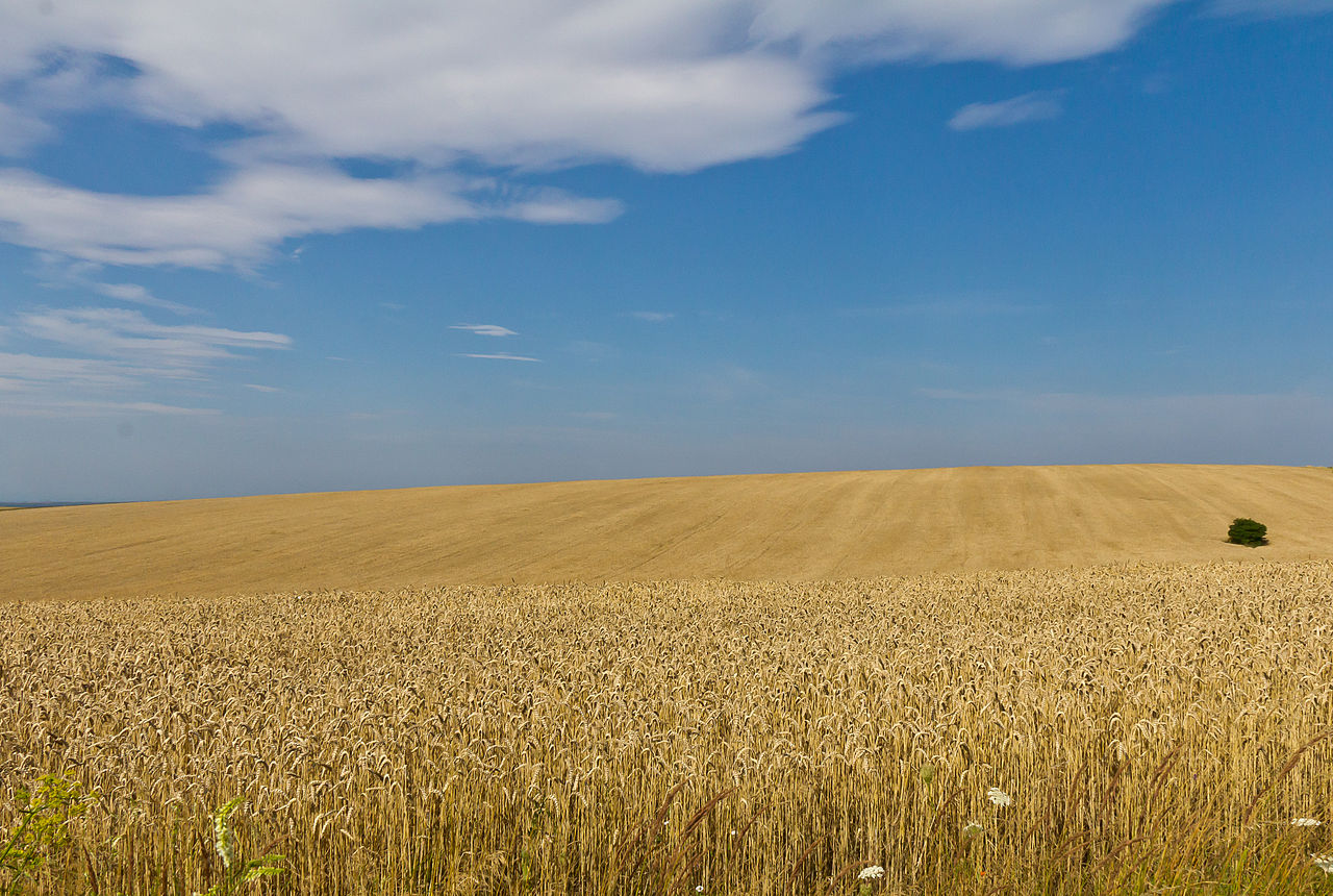 A picture of wheat fields in Ukraine.