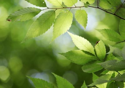 Oxford Net Zero academics find cause for optimism in increasingly aligned net zero standards