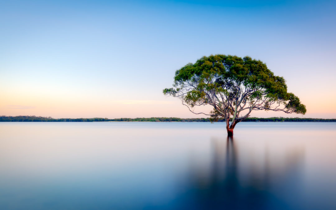 ONZ contributes to new global guidelines for clarity on net zero action at COP27