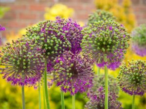 A cluster of purple alliums blooming. There are yellow flowers and a brick wall in the background in soft focus.