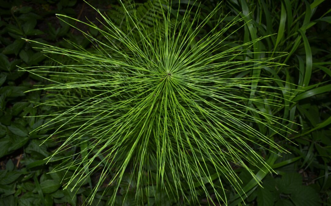 New plan aims to make public procurement a force for climate action