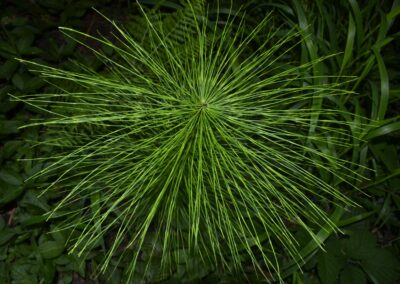 New plan aims to make public procurement a force for climate action