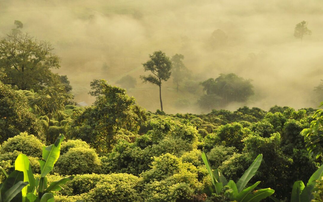 Oxford Net Zero reflects on COP30