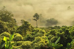 Trees in a tropical forest with mist in the background.