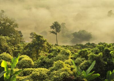 Oxford Net Zero reflects on COP30